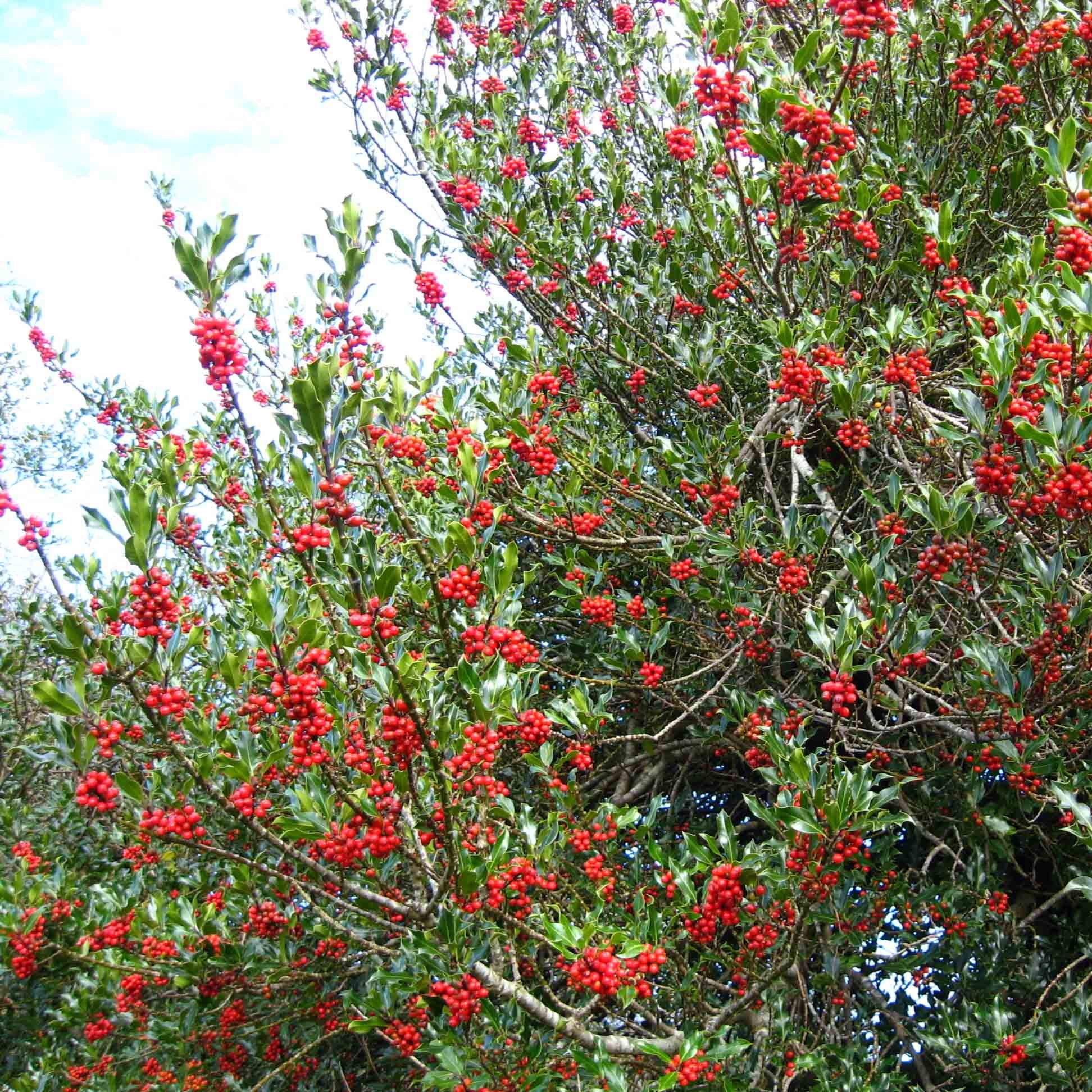 ESPECIAL BOSQUES ENCANTADOS