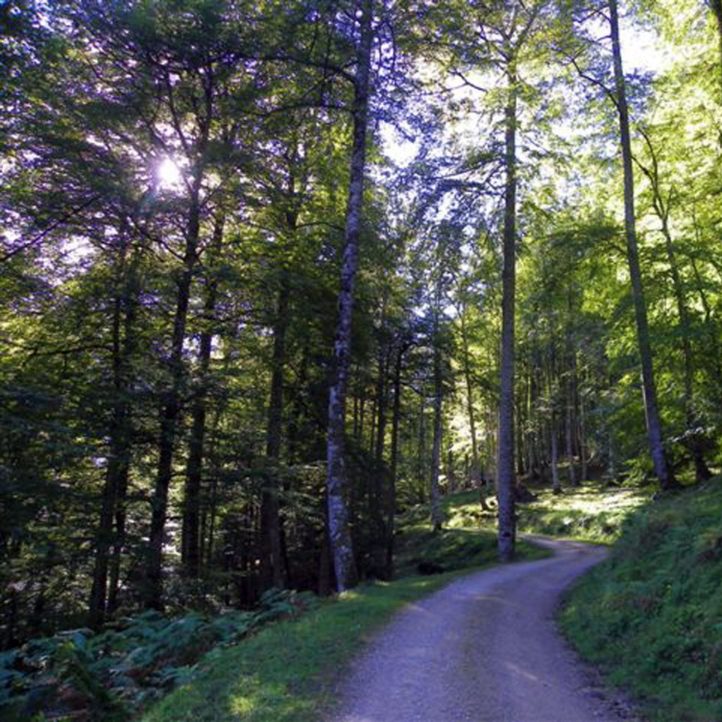ESPECIAL BOSQUES ENCANTADOS