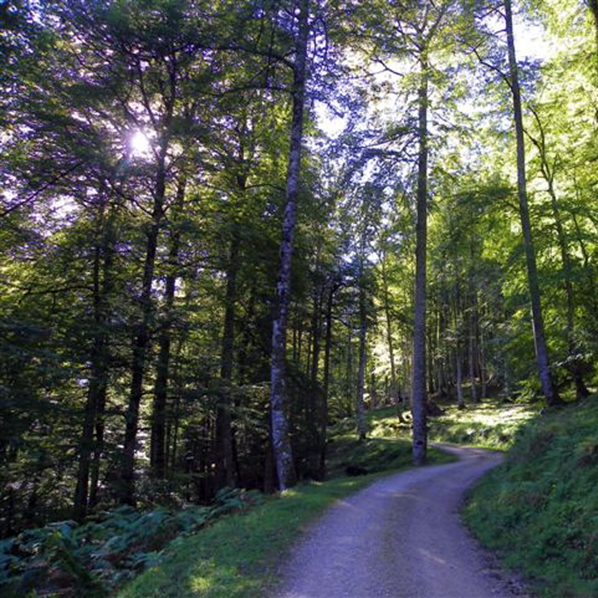 ESPECIAL BOSQUES ENCANTADOS