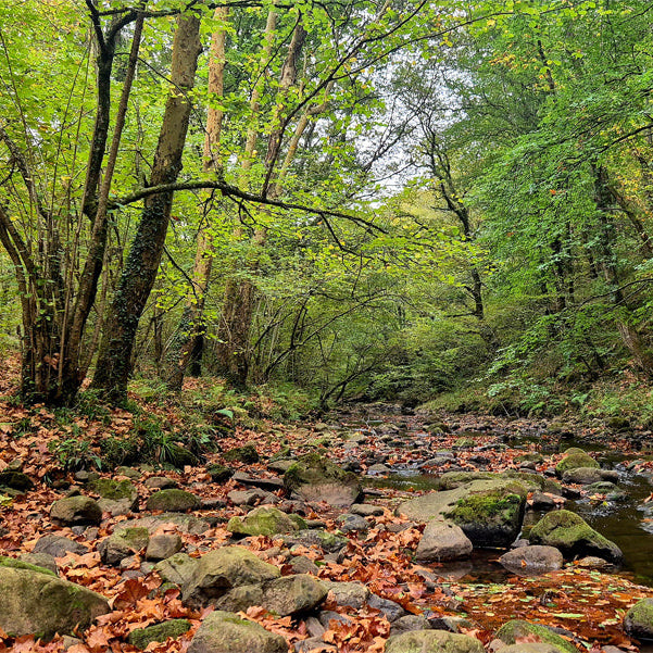ESPECIAL BOSQUES ENCANTADOS