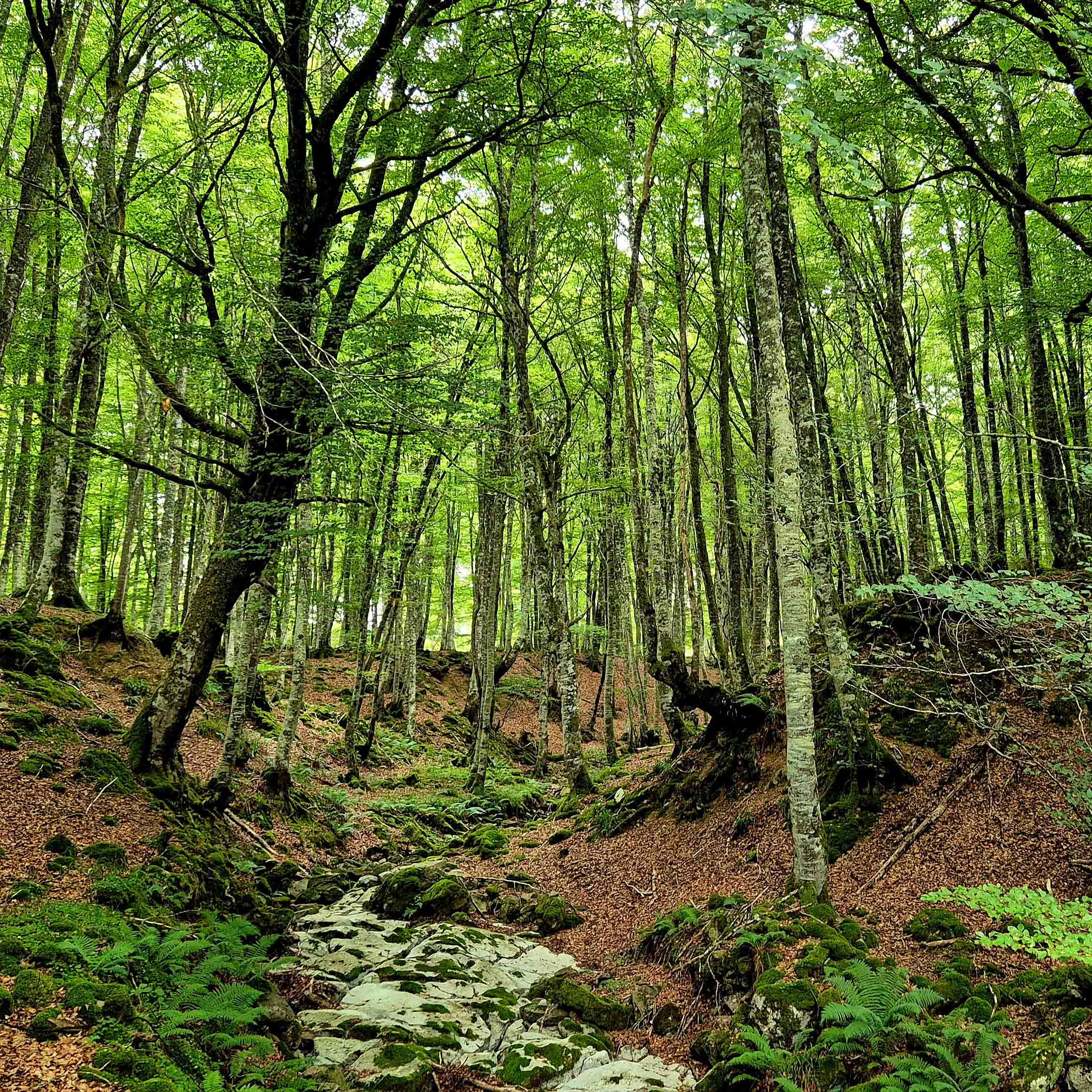 ESPECIAL BOSQUES ENCANTADOS
