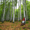 ESPECIAL BOSQUES ENCANTADOS