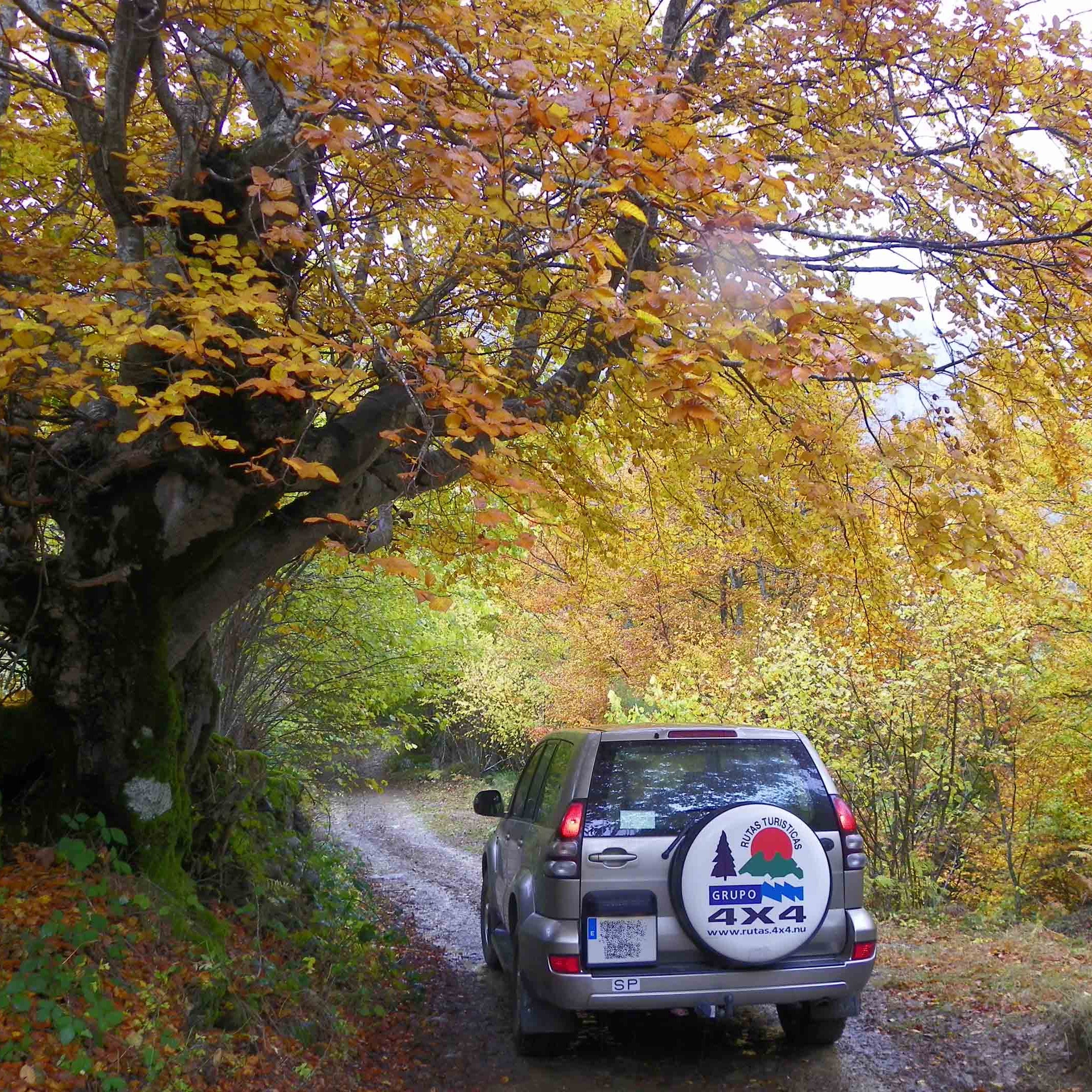 ESPECIAL BOSQUES ENCANTADOS