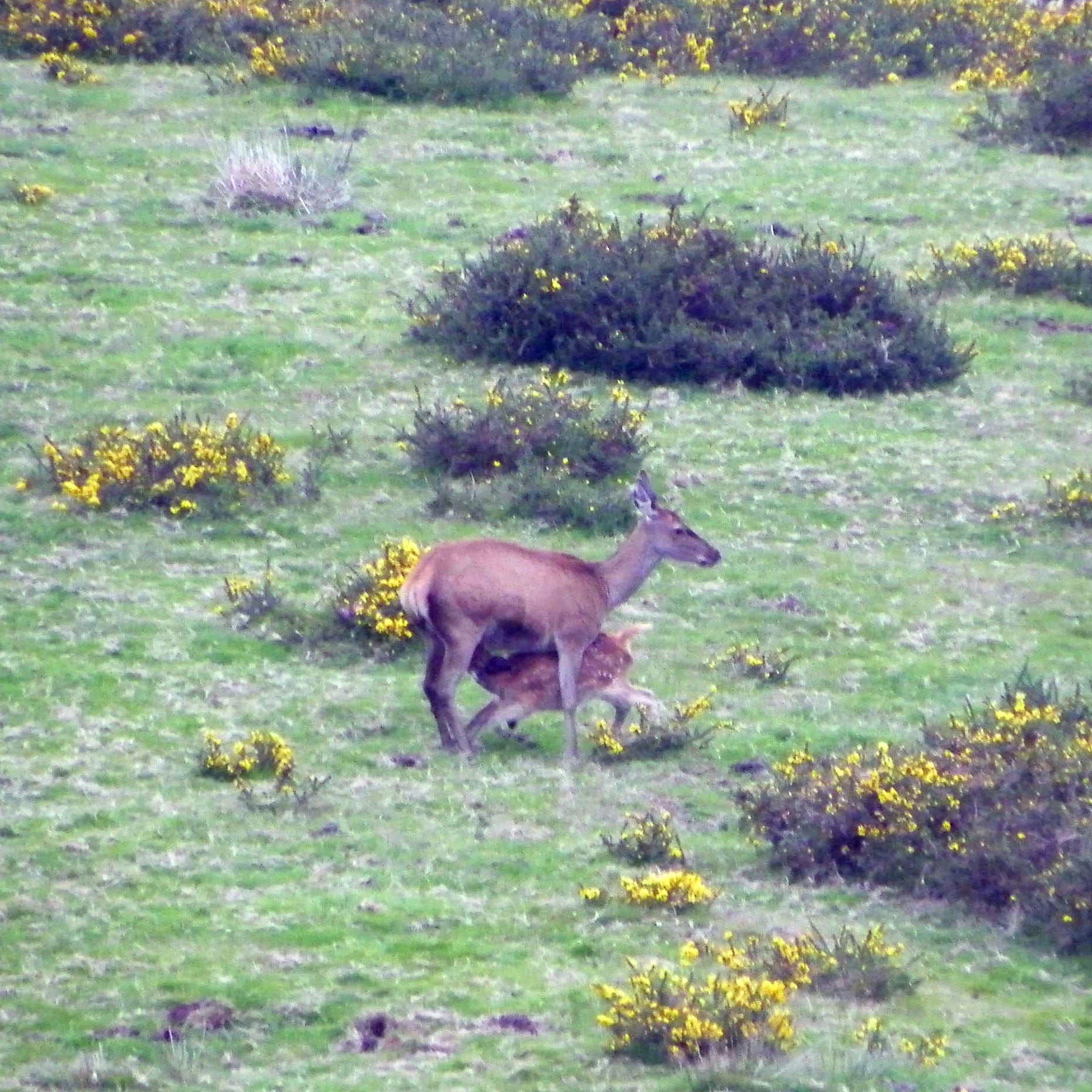 NATURALEZA SALVAJE en entorno salvaje. Itinerario especies en extinción
