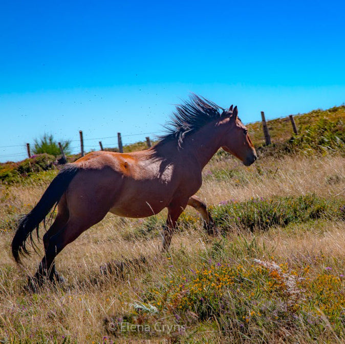 NATURALEZA SALVAJE en entorno salvaje. Itinerario especies en extinción