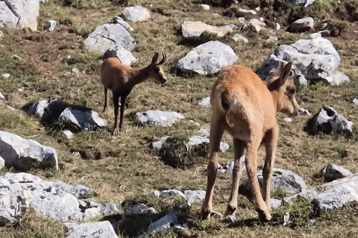 NATURALEZA SALVAJE en entorno salvaje. Itinerario especies en extinción