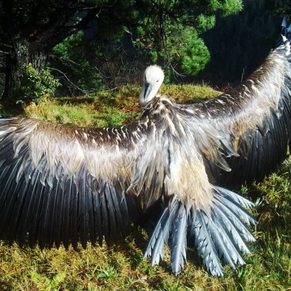 NATURALEZA SALVAJE en entorno salvaje. Itinerario especies en extinción