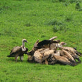 NATURALEZA SALVAJE en entorno salvaje. Itinerario especies en extinción