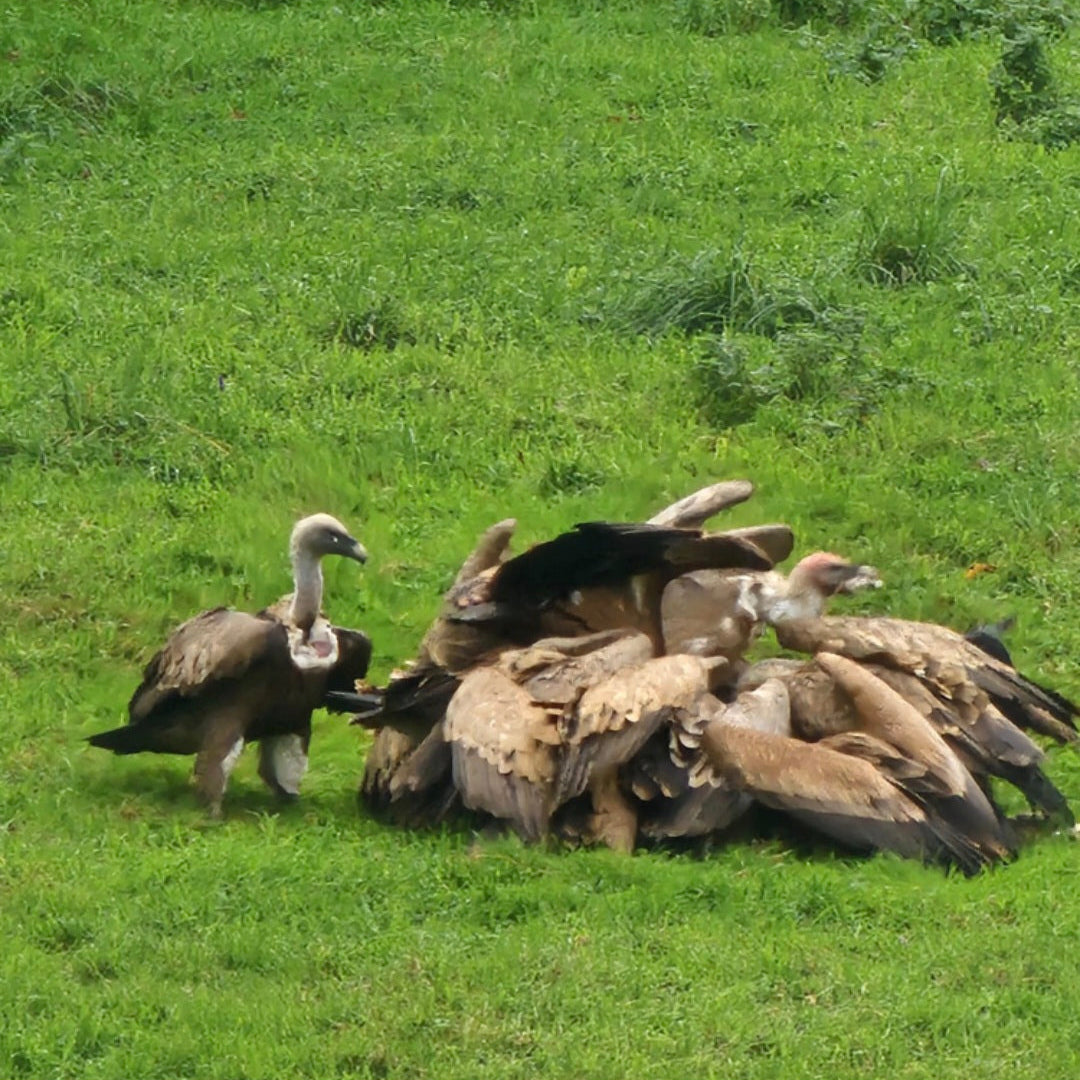 NATURALEZA SALVAJE en entorno salvaje. Itinerario especies en extinción