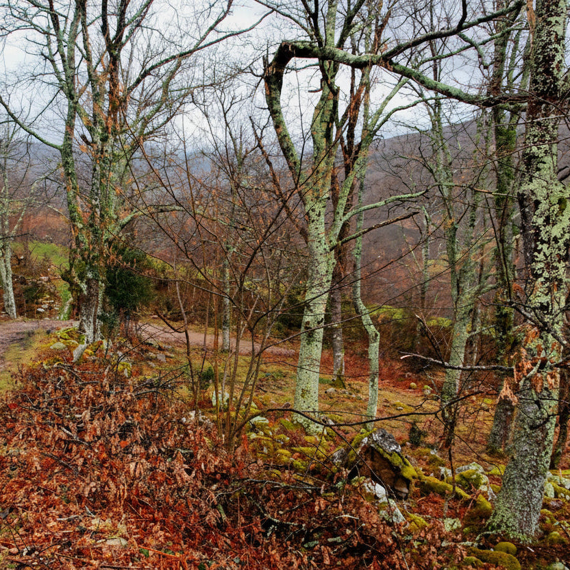 OTOÑO SENSACIONAL -Algo que debes experimentar-