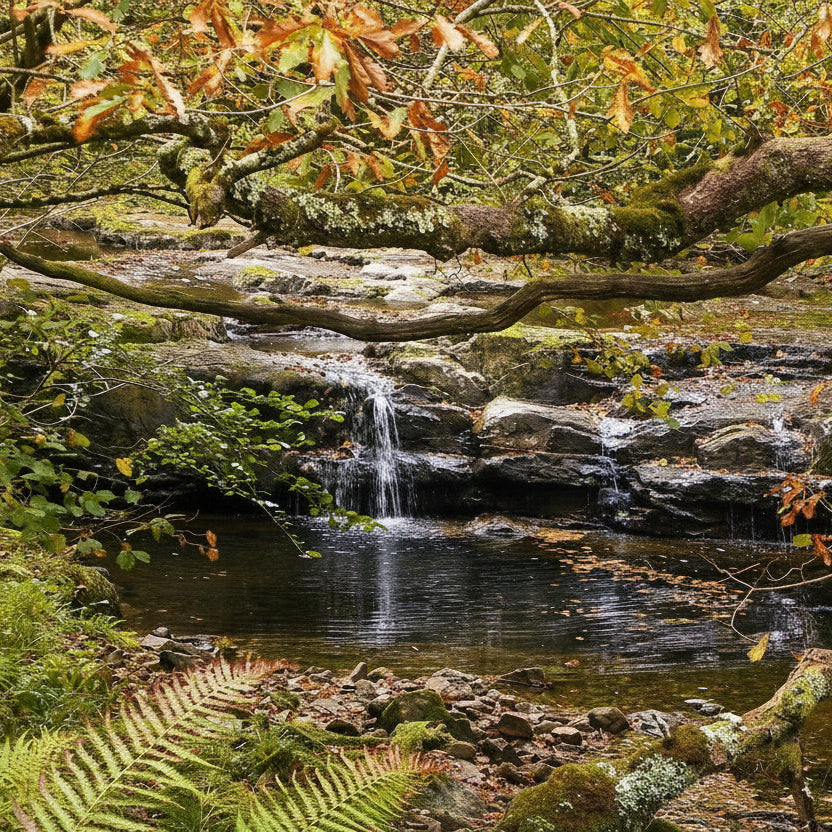 OTOÑO SENSACIONAL -Algo que debes experimentar-