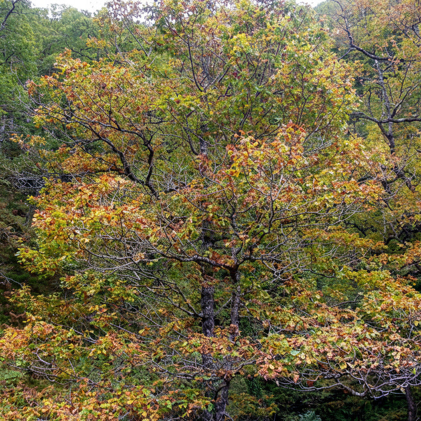 OTOÑO SENSACIONAL -Algo que debes experimentar-