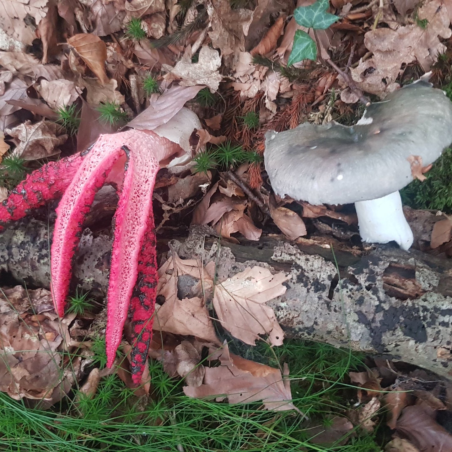 OTOÑO SENSACIONAL -Algo que debes experimentar-