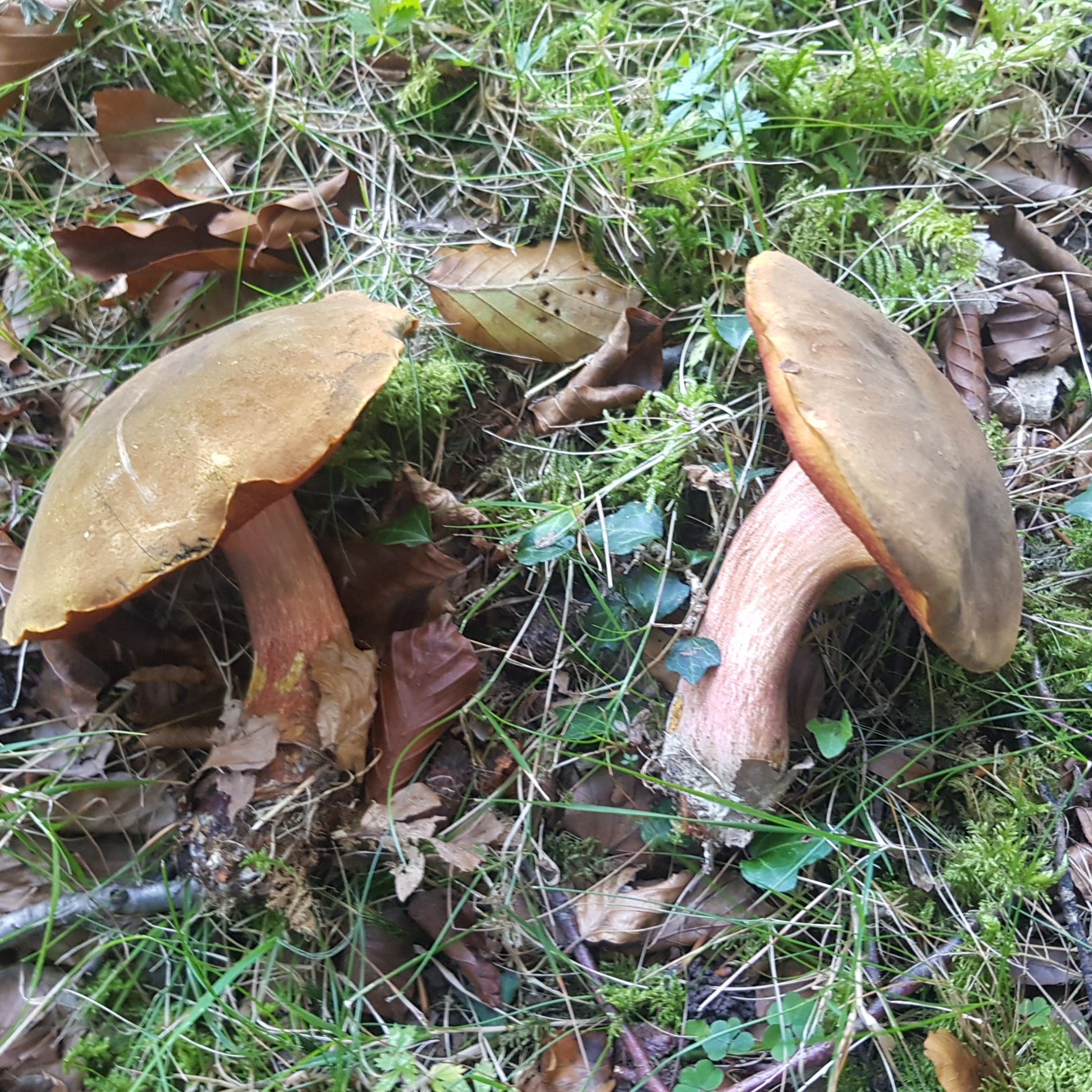 OTOÑO SENSACIONAL -Algo que debes experimentar-