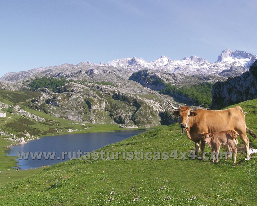 LAGOS DE COVADONGA en 4x4