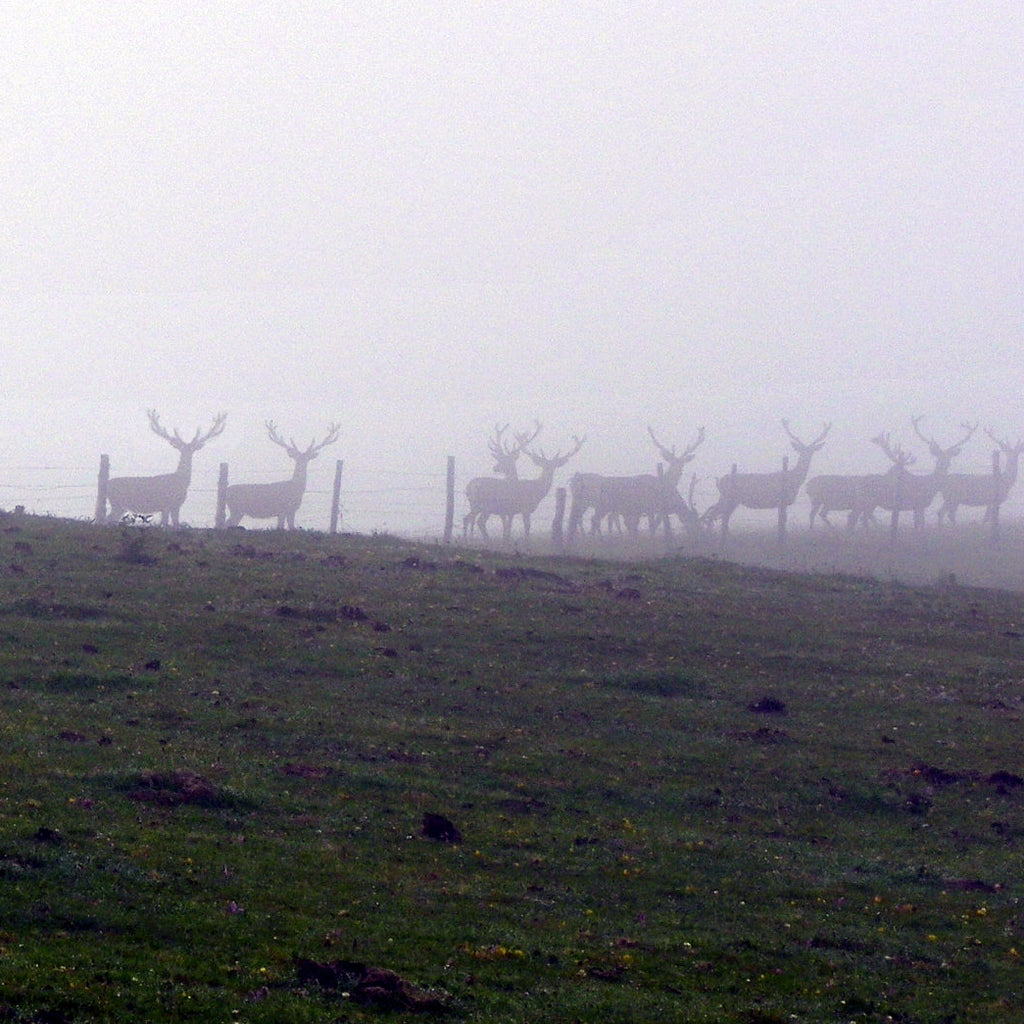 RUTAS DE LA BERREA ·El hombre que susurraba a los venados·