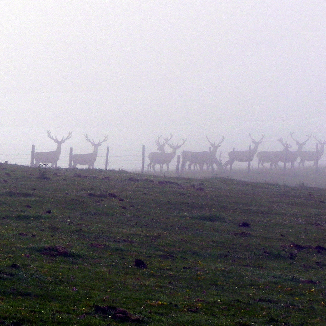 RUTAS DE LA BERREA ·El hombre que susurraba a los venados·